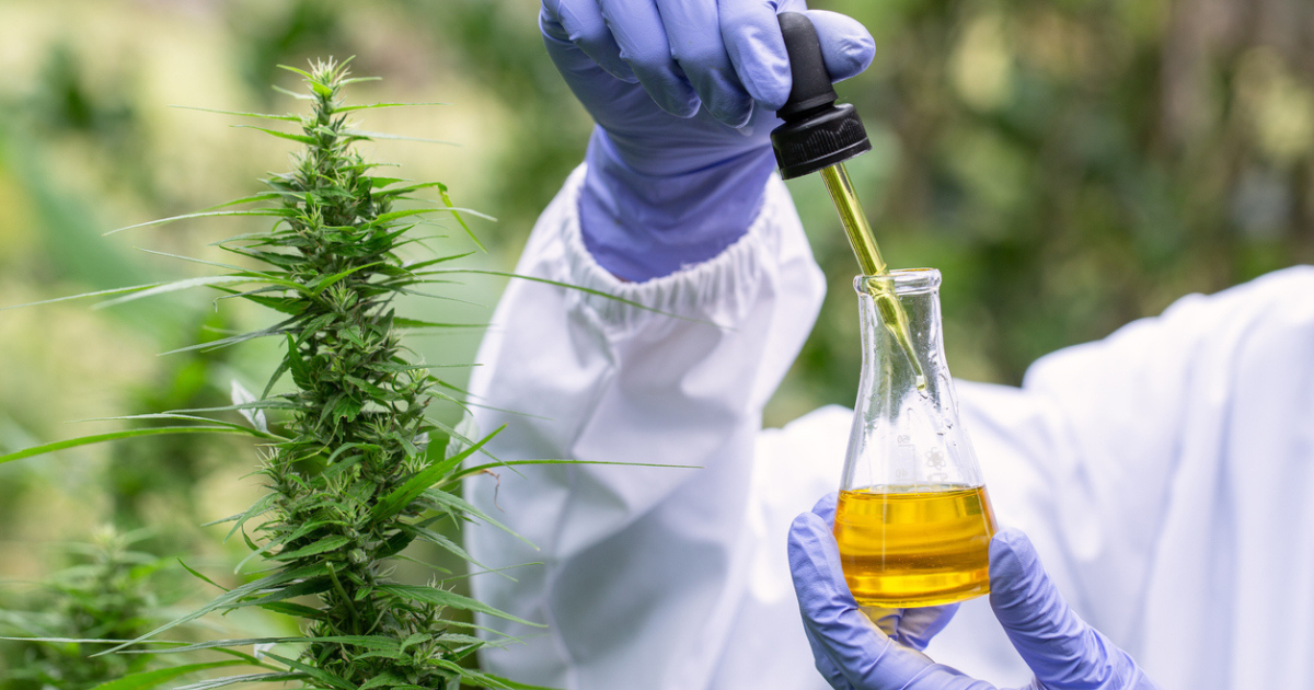 A scientist looking at CBD oil in a becker next to a cannabis plant.